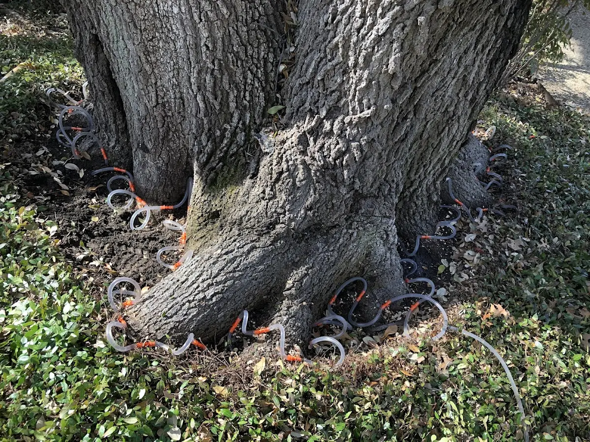 Detailed Tree Cabling and Bracing job site in Manley Hot Springs