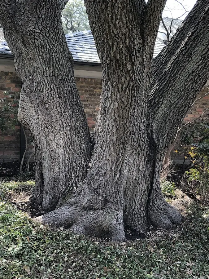 Mature heritage tree close to a Manley Hot Springs property cared for by certified arborists
